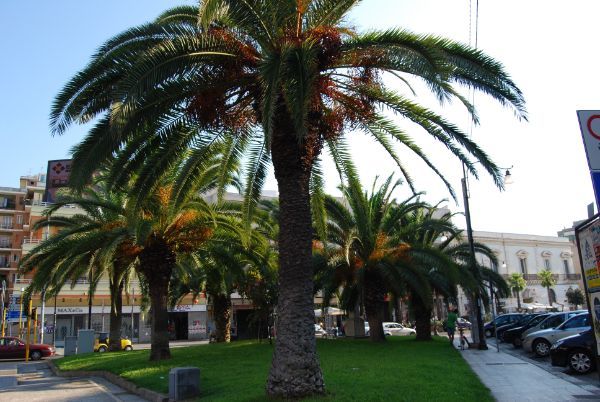 Triangolo urbano con palme