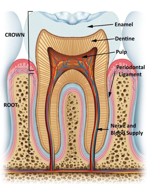 anatomy of a tooth