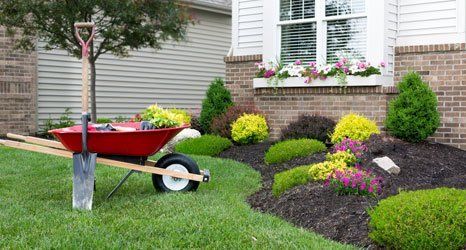 Tree and shrub care