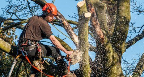 Tree felling