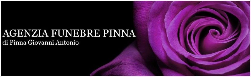 rosa viola su sfondo nero