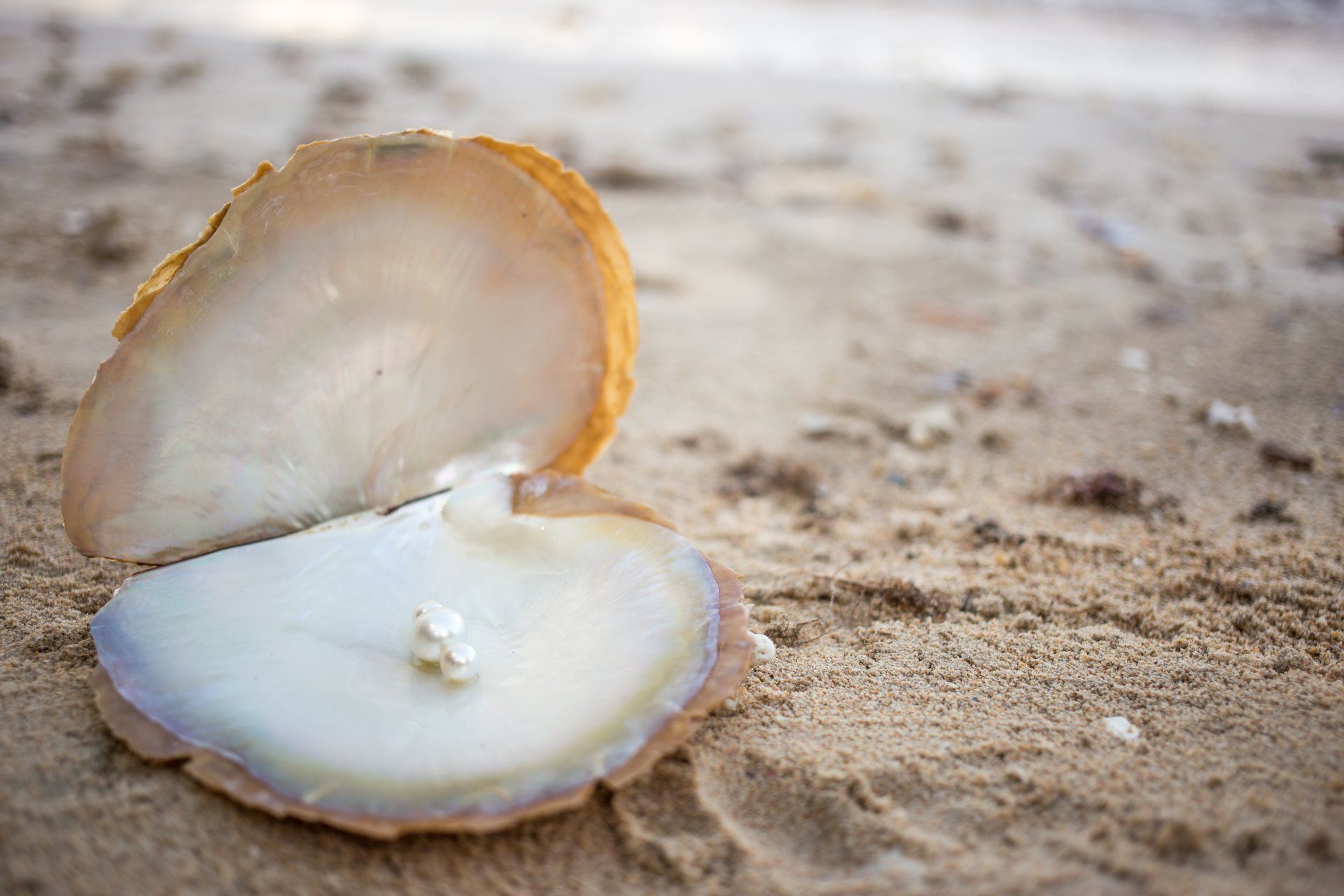 Eine Perle liegt in einer Austernschale am Strand.