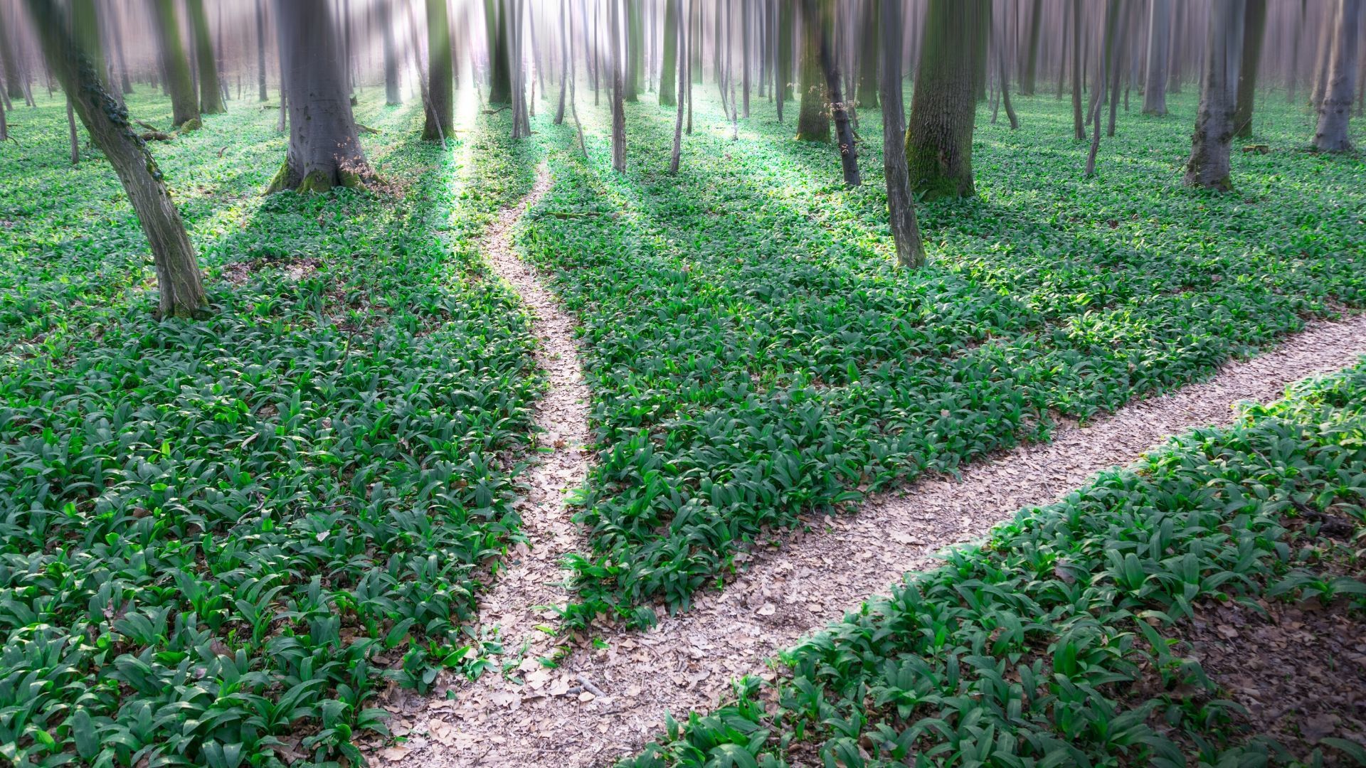 Ein Feldweg mitten in einem Wald.