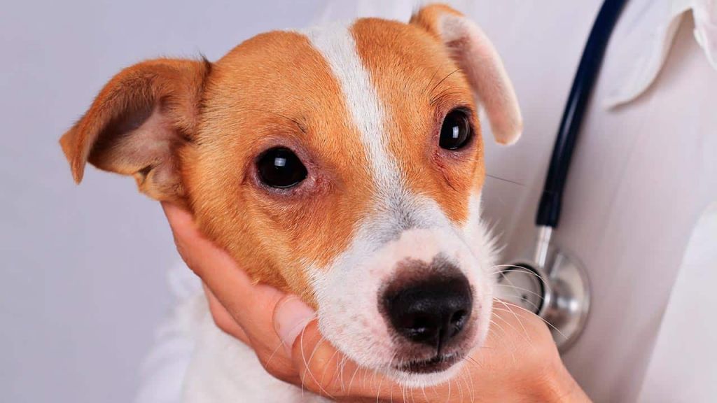 Allergien beim Hund