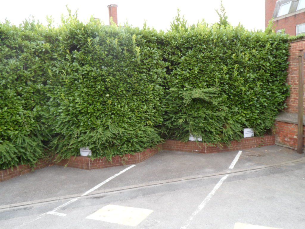 hedging