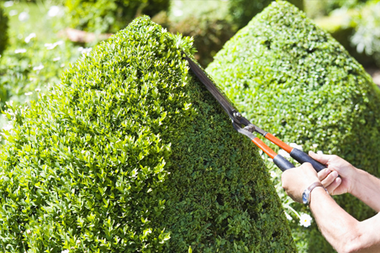 hedging