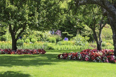 trees in a garden