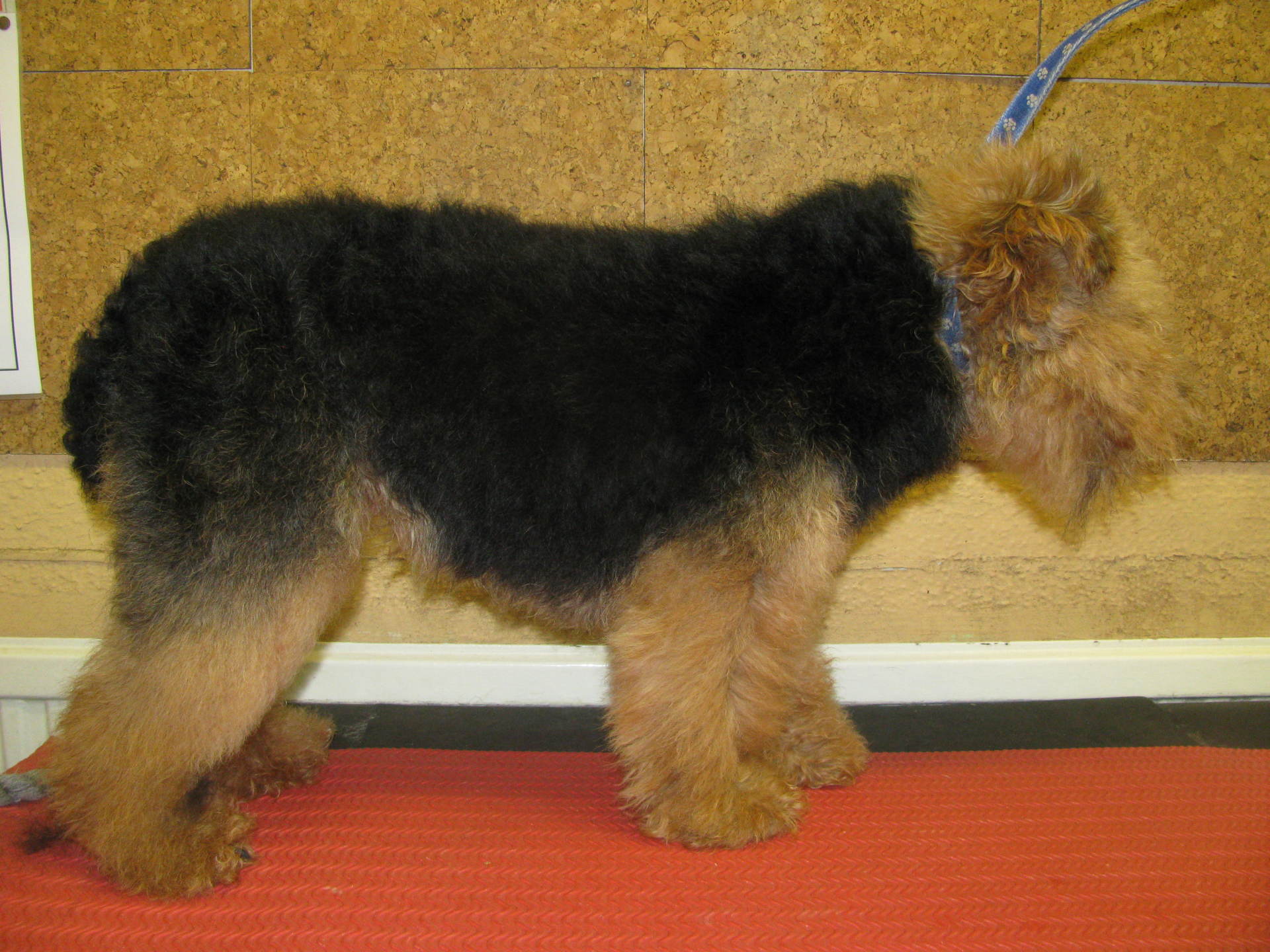 Mobile dog grooming in Great Missenden