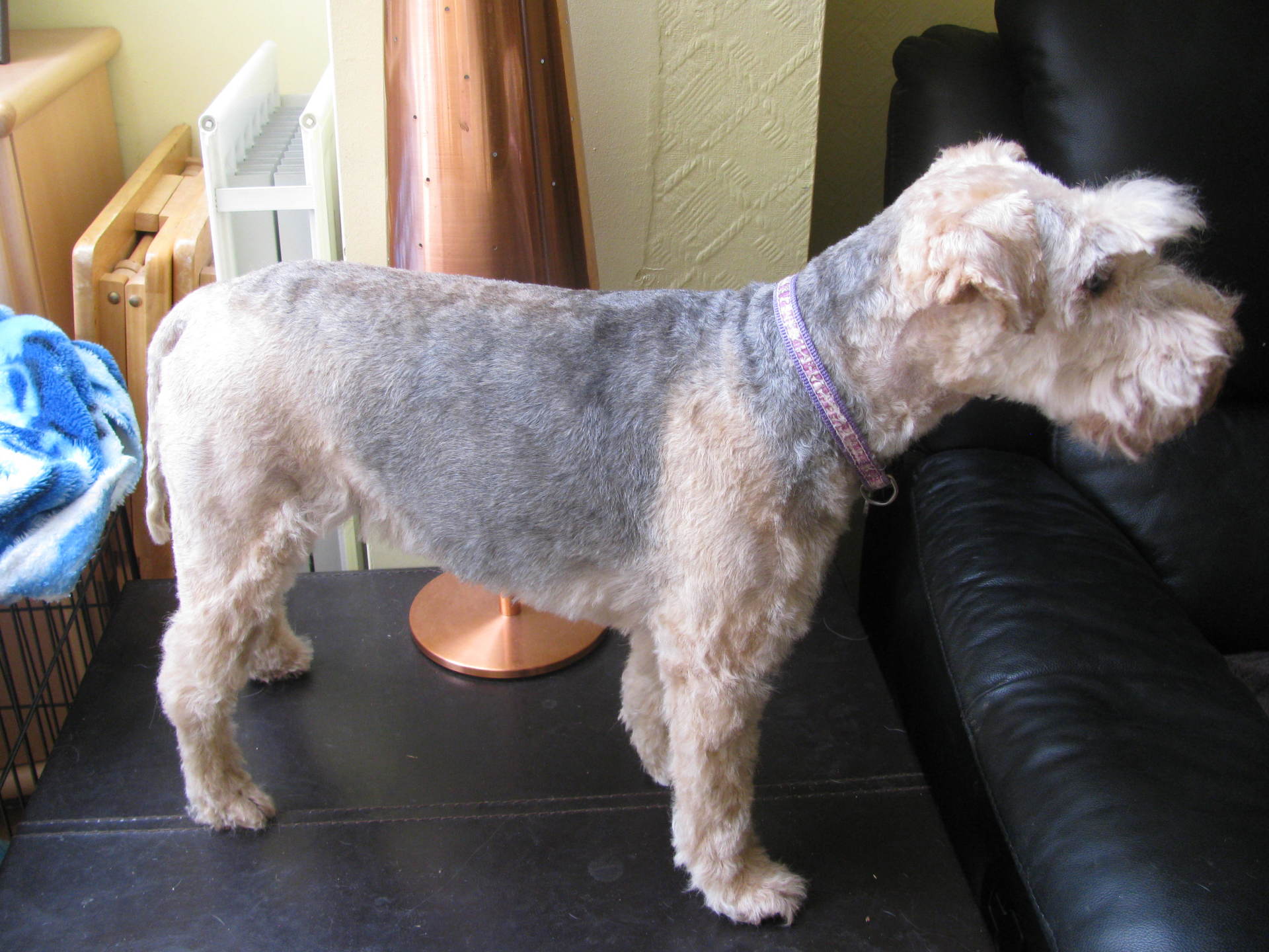 Mobile dog groomer in High Wycombe