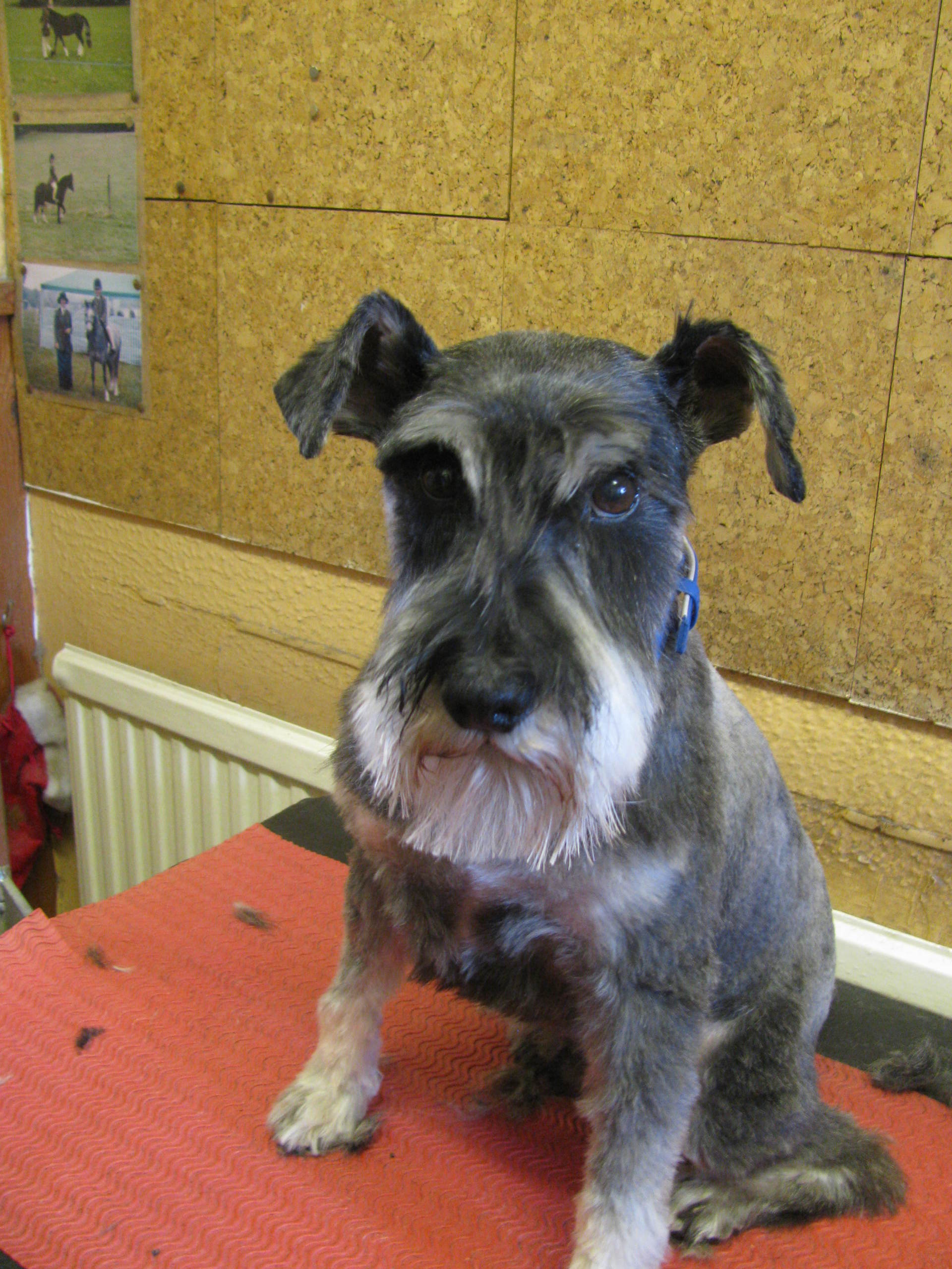 mobile dog groomer in Marlow