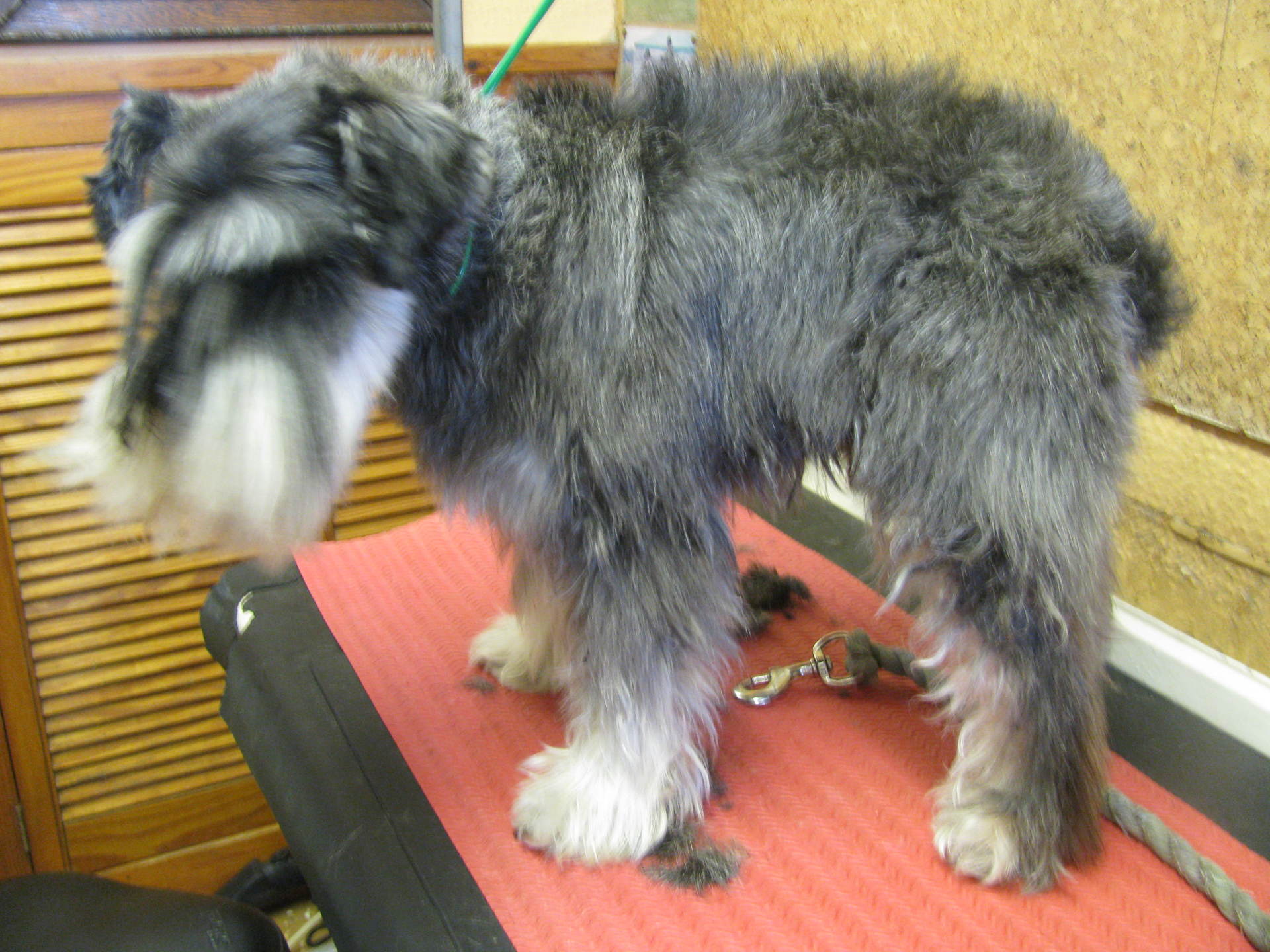 mobile dog grooming in Marlow