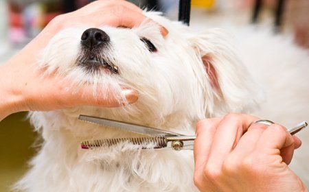 Contact us for styling your dog's fur