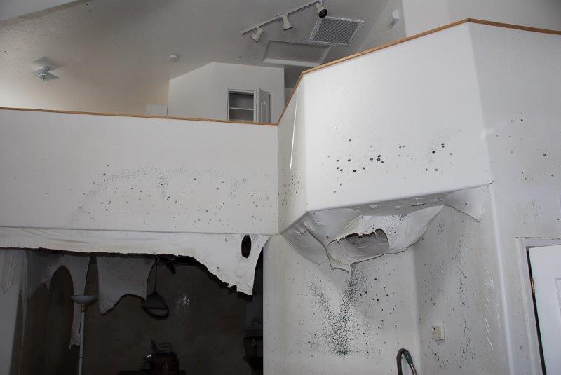 Mold on White Walls — Flagstaff, AZ — Superior Restoration Services