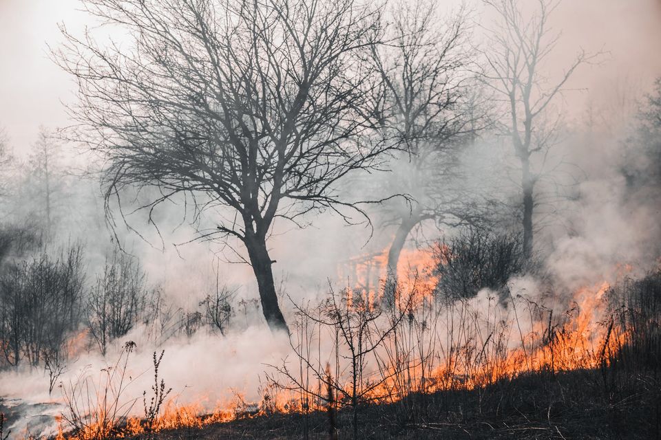 Incendios forestales Incendios forestales
