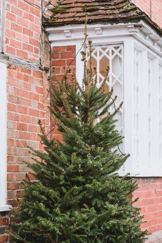 pino de navidad pino de navidad