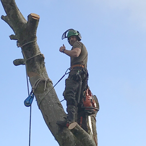 Tree surgery