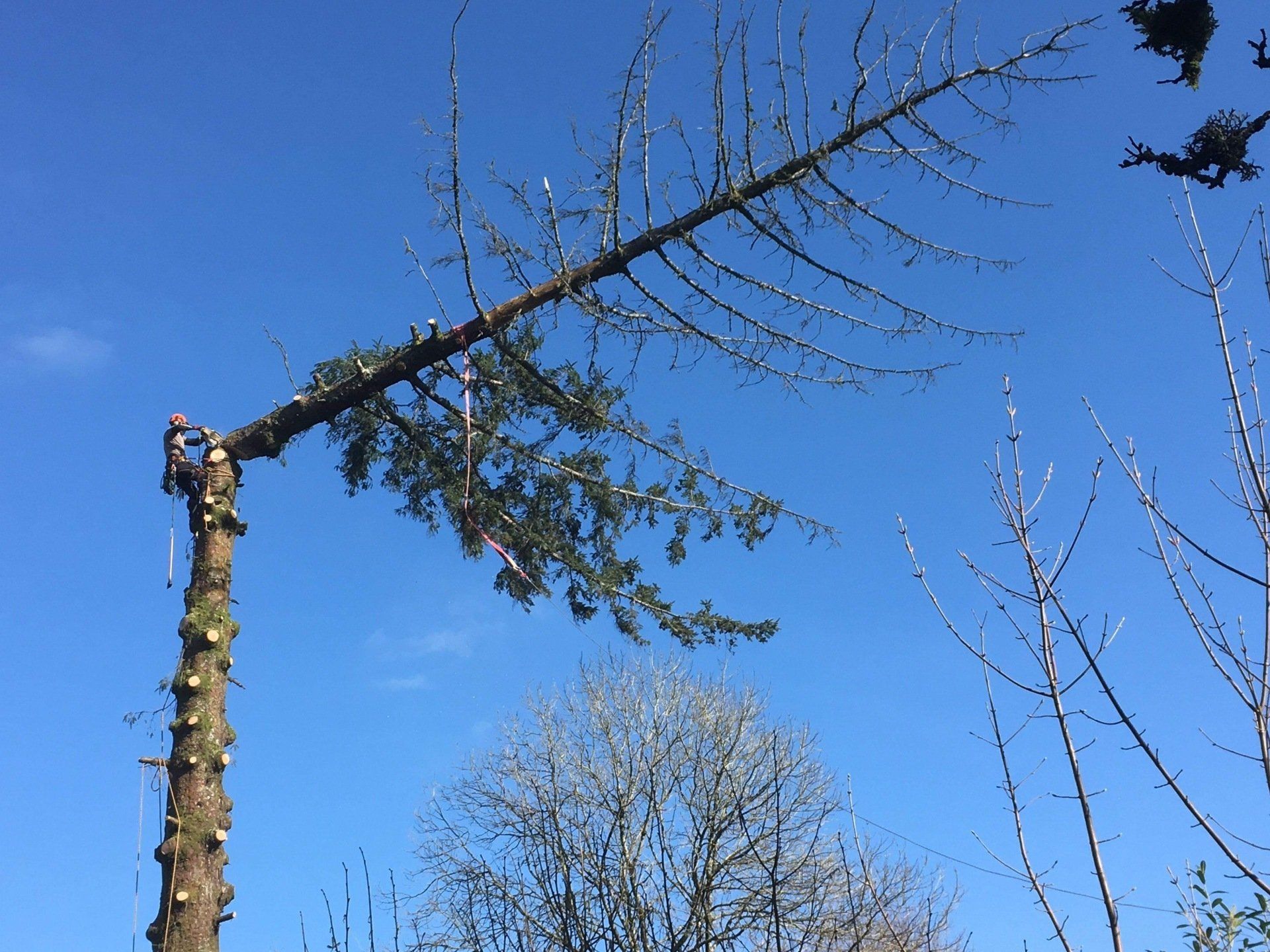 Countrywise Tree Care 8