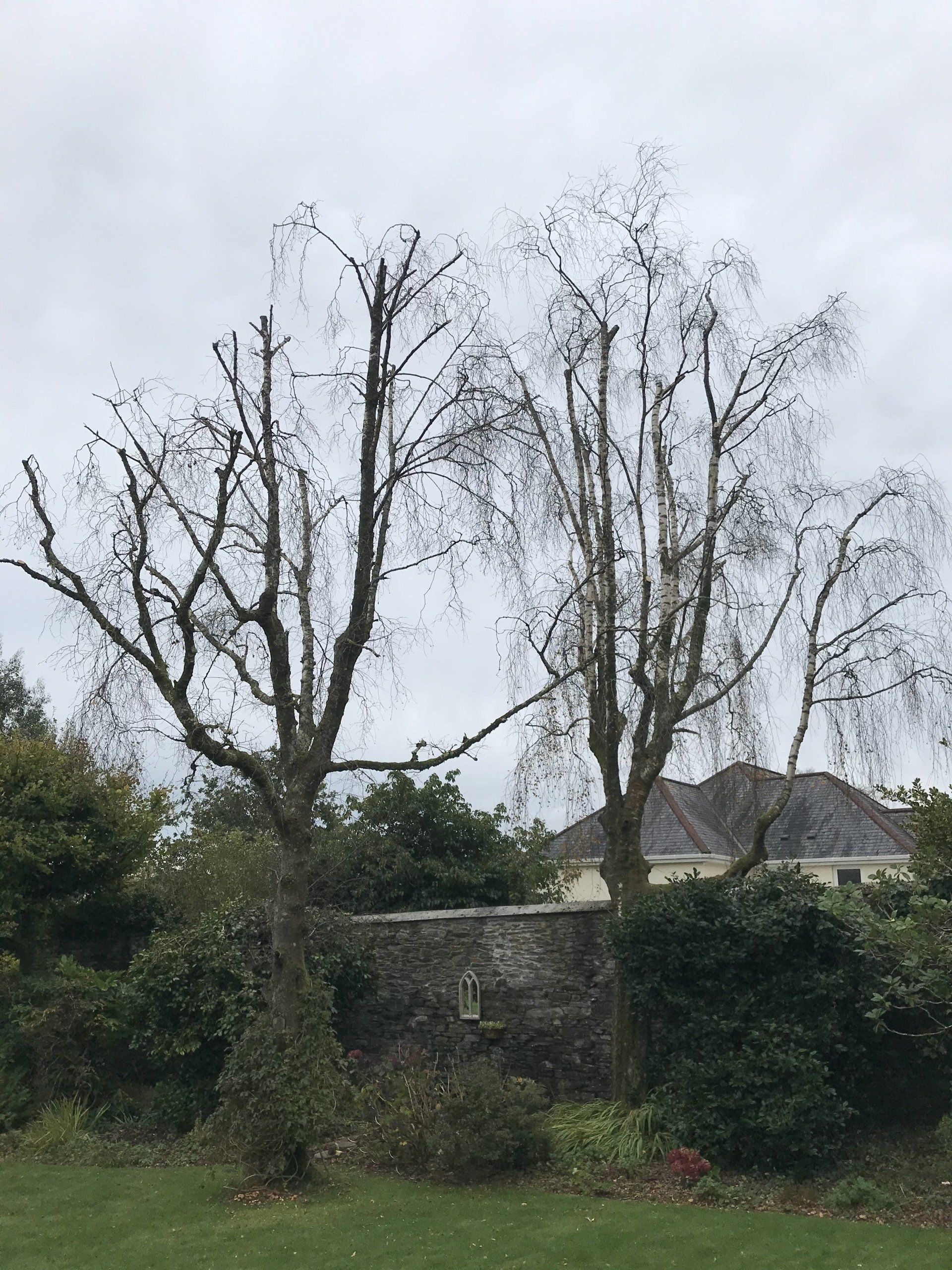 Countrywise Tree Care 4