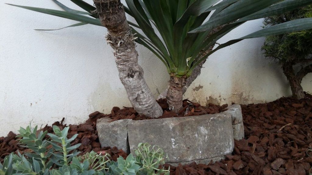 Due palme