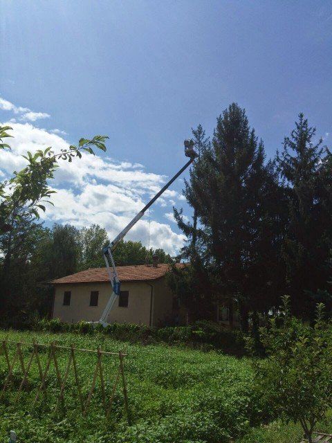 Potatura di un pino
