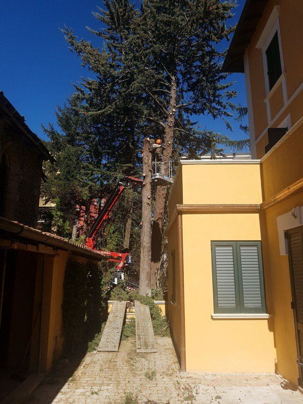 Abbattimento di un albero