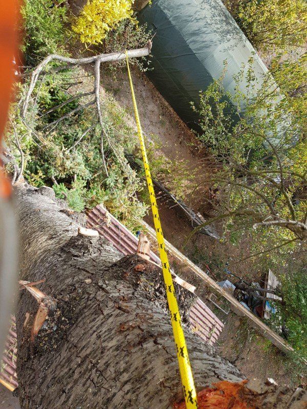 Abbattimento alberi