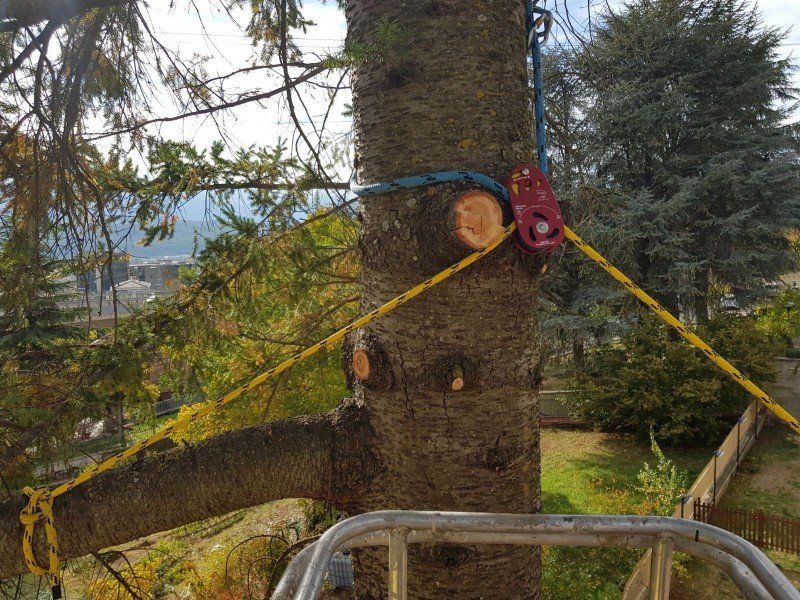 Corde per abbattimento di un albero