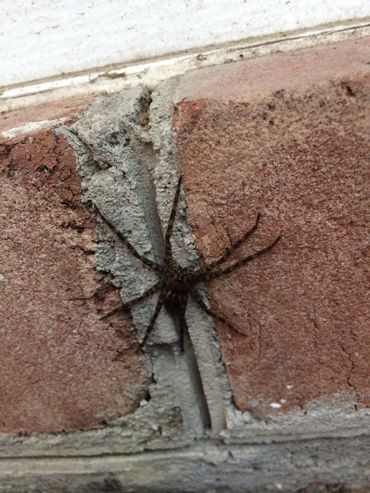 Spiders — Black Spider in Carlisle, PA Spiders — Black Spider in Carlisle, PA