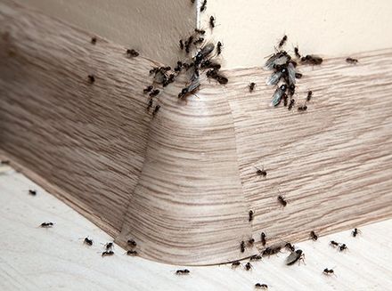 Ants — Ants On The Baseboard Of A House in Carlisle, PA Ants — Ants On The Baseboard Of A House in Carlisle, PA