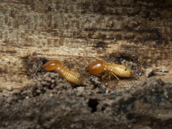 Termite Inspections — Exterminator In Work Wear Spraying Pesticide in Carlisle, PA