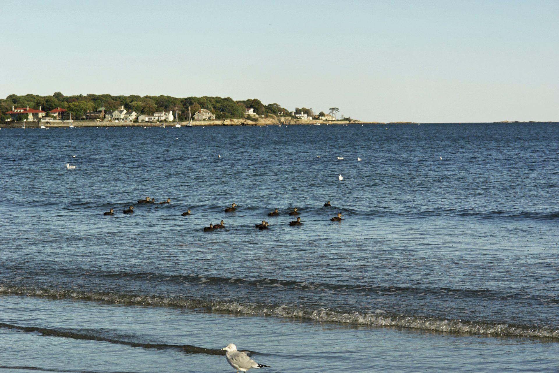 flock of ducks