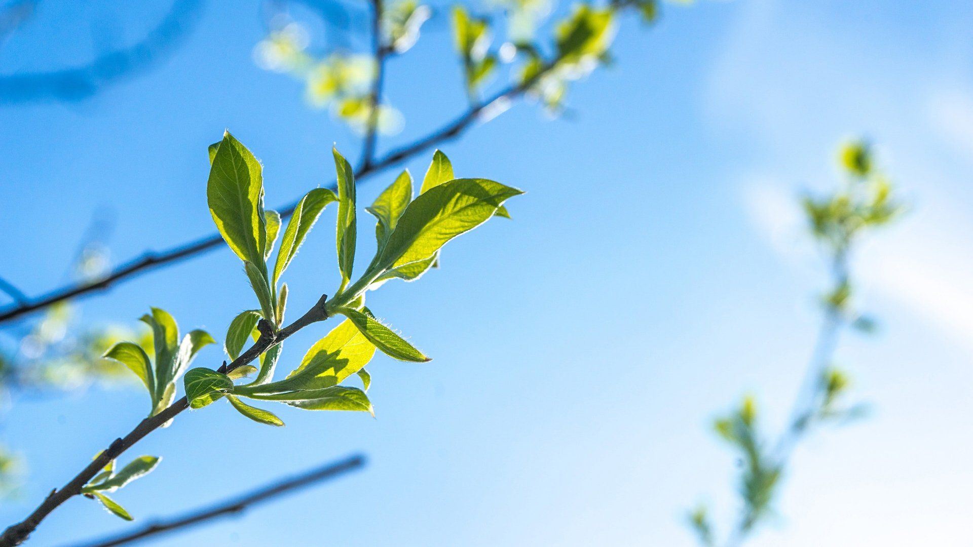 Green leaves and blossoms with blue sky