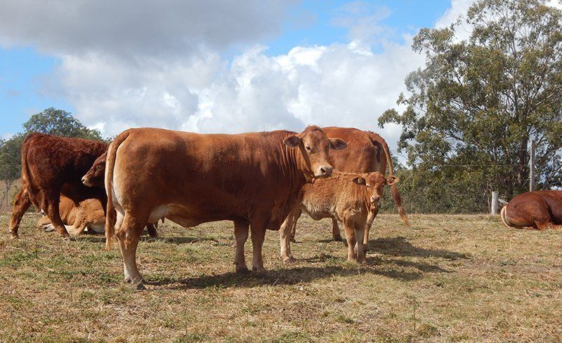 group of bull