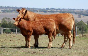 Blue Ribbon Champion Exhibit of show Greenslopes Fudge and heifer calf