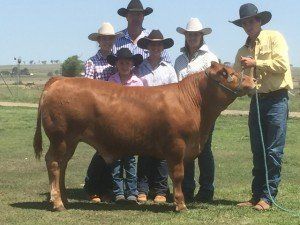 Blue Ribbon Sale Oakvale Leo