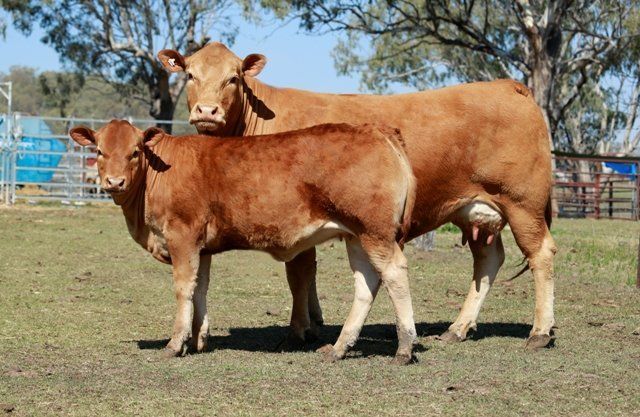 Blue Ribbon Top price Greenslopes Fairy Princess H1 and heifer calf