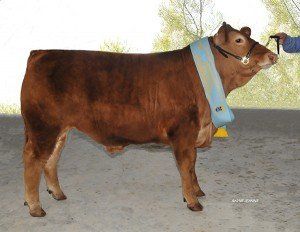 Champion Heavy Domestic and Reserve Champion Schools Steer