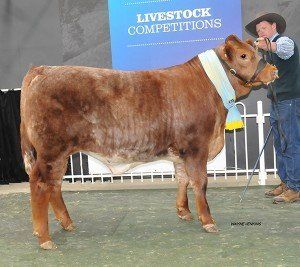 Champion Export Steer