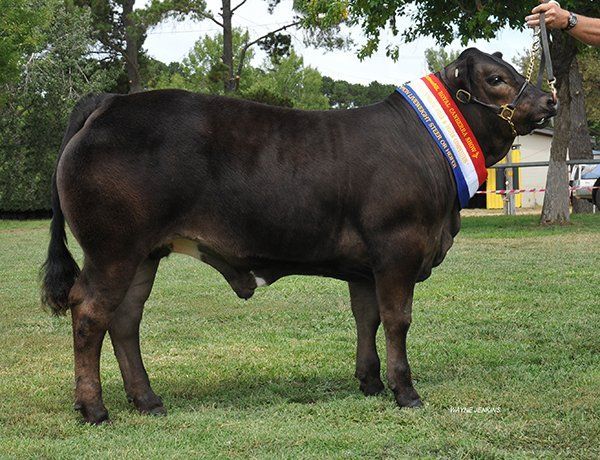 Open Champion on Hoof & Grand Champion