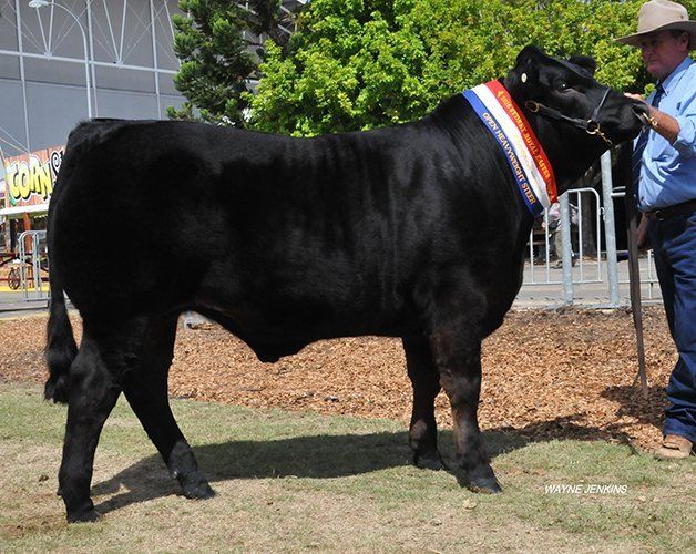Champion Heavy weight steer lot 1212