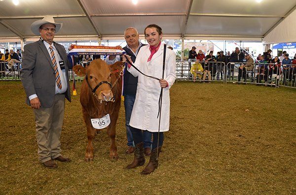 Champion Light Domestic Steer on Hoof 600