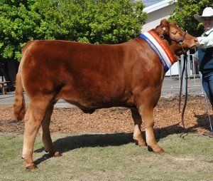 Champion Middle Weight steer