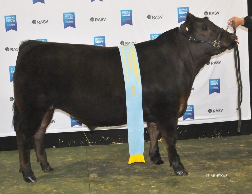 Champion Export Steer exhibited by St Mary of the Angels College.
