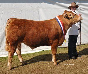 Champion export steer