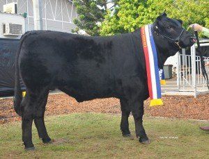 Champion School steer