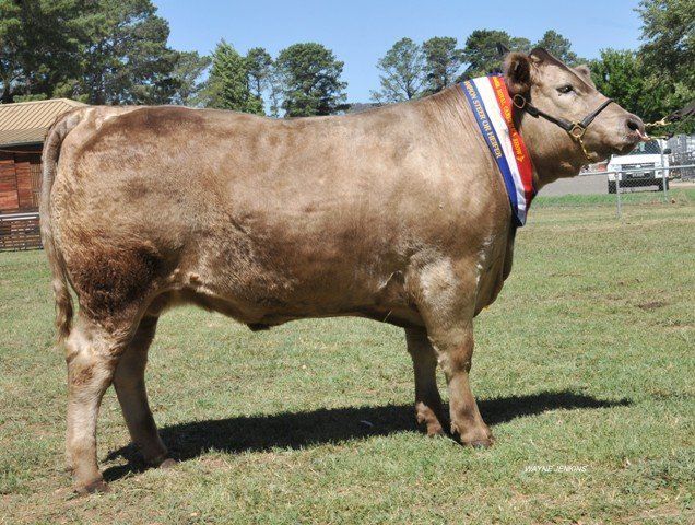 Limousin bull