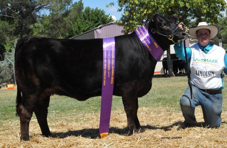 Black limousin bull