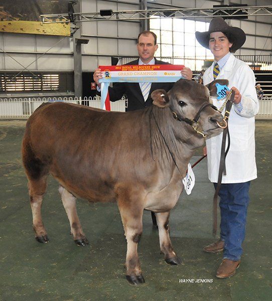 Grand champion steer being sashed by judge Matt Spry, Tamworth, NSW, and led by Logan Manwarring, Yanco Agricultural School, the steer also became the Champion School Steer of the show.