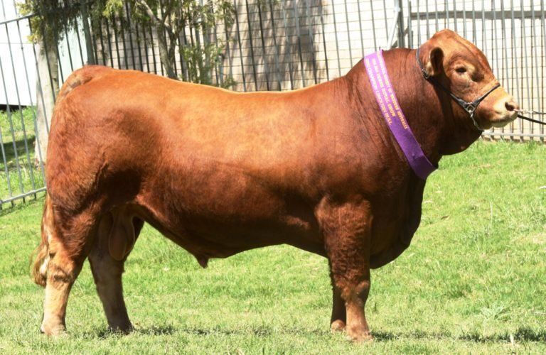 Grand Champion Bull Morrisvale Kept Secret.