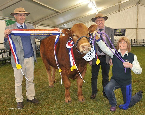 Grand champion bull being sashed by Barry Vogt, Kapunda , SA , lead by exhibitor Sarah Popow, One Tree Hill ,SA, and judge Roger McIntosh, Crookwell, NSW.